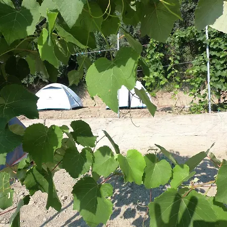 Jungle In 보르쉬