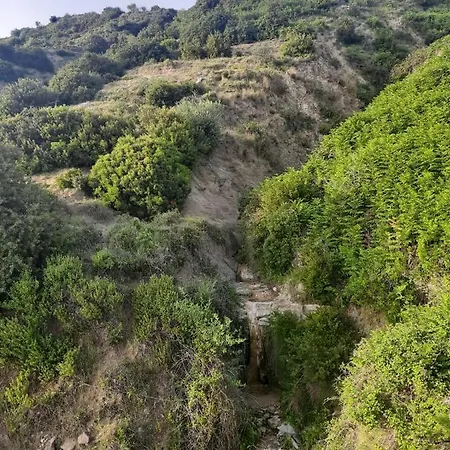 Jungle In Borsh