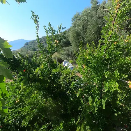 Jungle In *