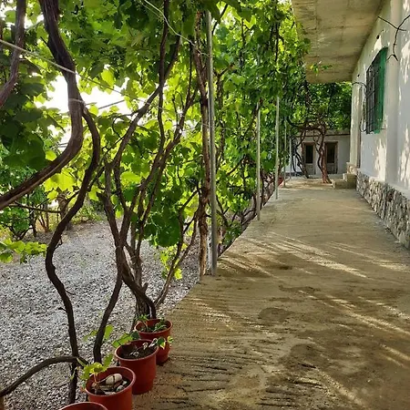 Jungle In Luksusowy namiot Borsh