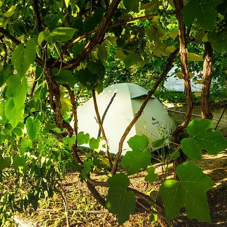 Jungle In Luxury tent