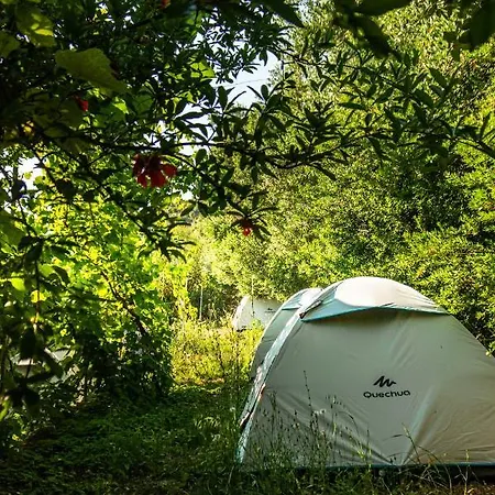 Jungle In Luxury tent