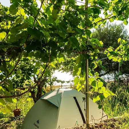 Jungle In בורש