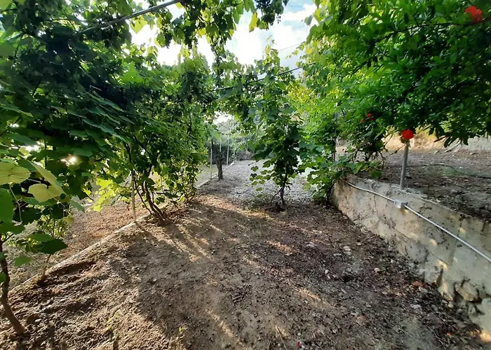 Jungle In Campo de lujo