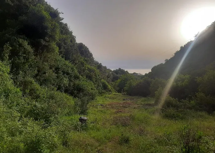 Campo de lujo Jungle In *