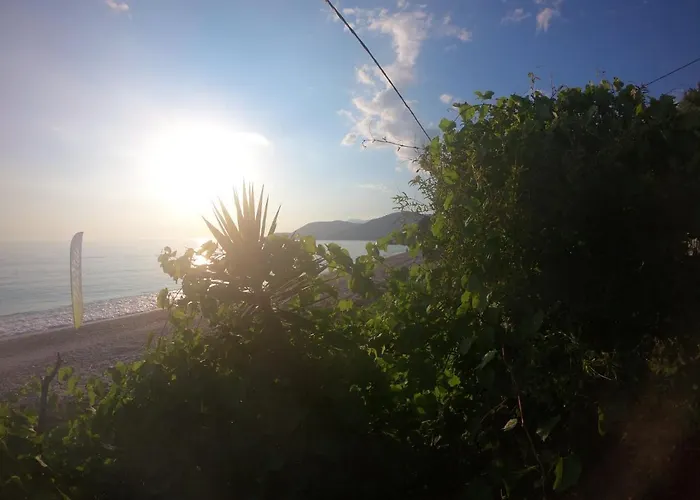 Jungle In Campo de lujo Borsh