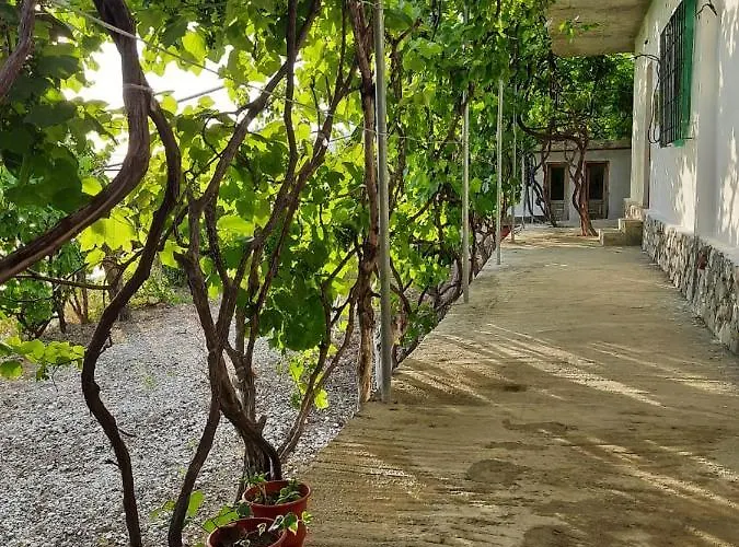 Jungle In Campo de lujo Borsh