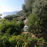 Jungle In Borsh