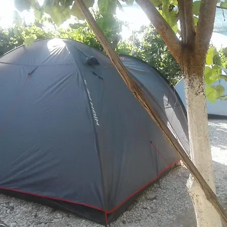 Jungle In *